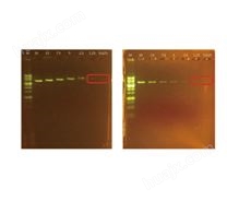 Major Blue 超灵敏DNA染色试剂(MST-50/MST-